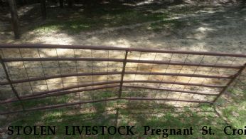 STOLEN LIVESTOCK Pregnant St. Croix Ewes, Near GRADY, AL, 36036